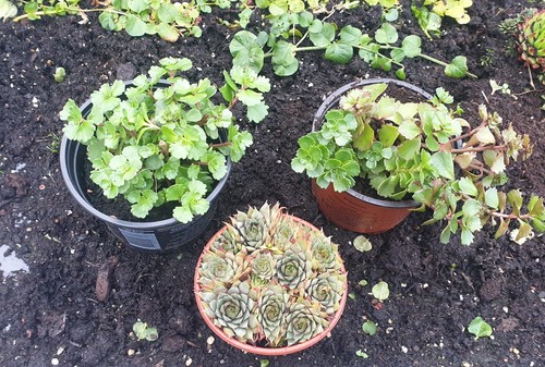 Red sempervivum 4 - red,