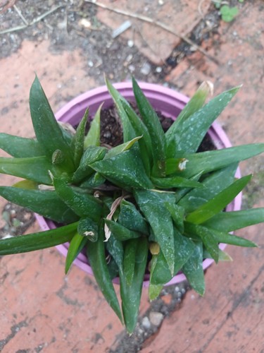 Aloe black gem - gem, waxy