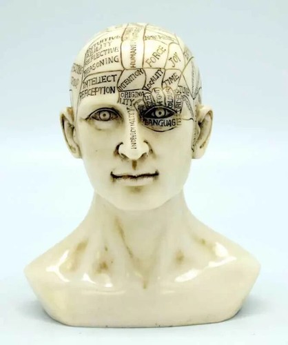 Phrenology head statue - phrenology, 6"