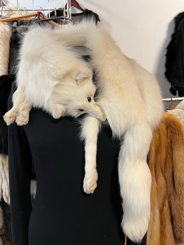 Polar fox - fox, fur