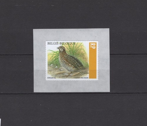 Belgium 2023 quail buzin bird - belgium,