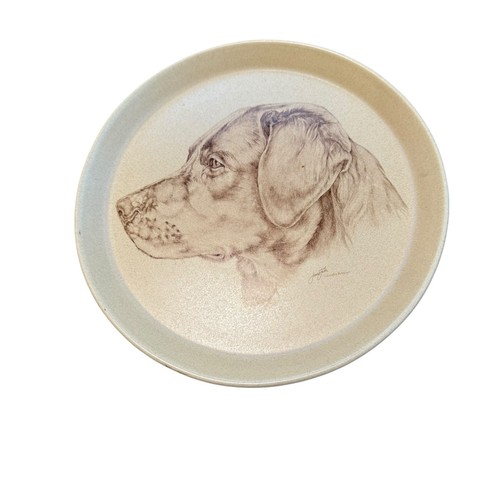 Labrador retriever dog - labrador,