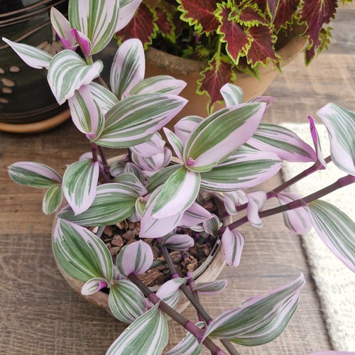 Tradescantia nanouk - tradescantia, |