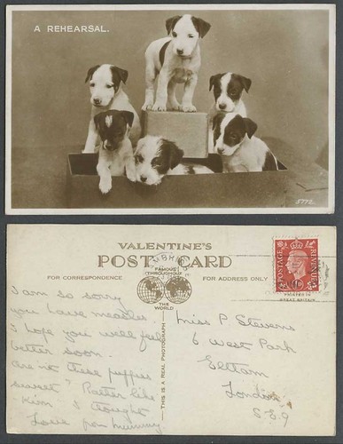 Dogs puppies rehearsal 1938 - puppies,,