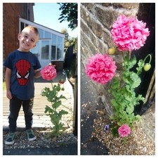 Papaver Poppy Seeds Giant Pink