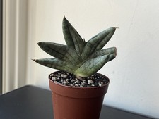 Sansevieria Nirin hybrid 