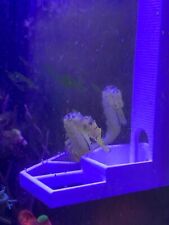 Hang On Seahorse Feeder /