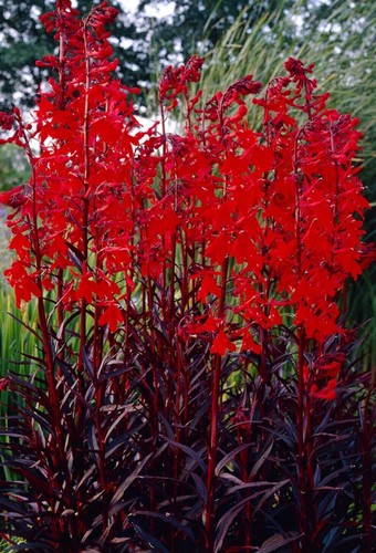 Lobelia queen victoria live - queen,