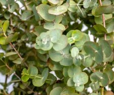 Eucalyptus tingiringi gum - tingiringi,