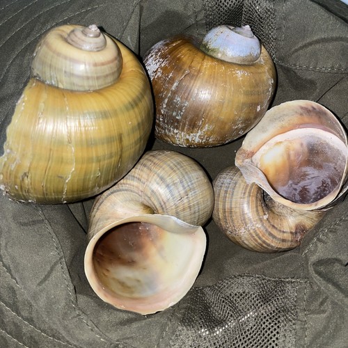 Jumbo apple snail - 4,