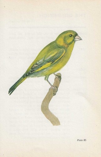 Vintage bird print book - vintage,