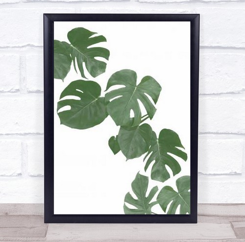Monstera aqua botanical - aqua,