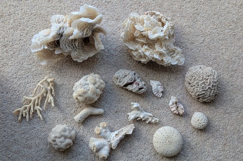 Vintage natural corals