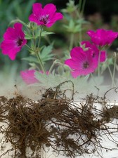 GERANIUM RED ADMIRAL
