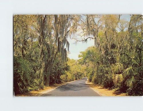 Postcard spanish moss - spanish,