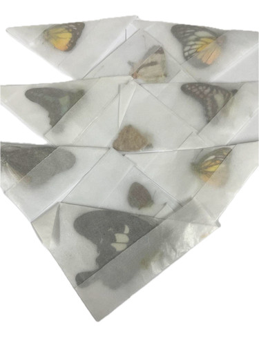 Real unmounted butterflies - unmounted,