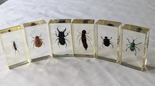 National Geographic Real Life Bugs In Resin x 6 insects #32