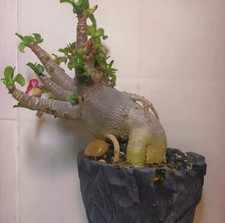 Adenium obesum wysiwyg garden - obesum,