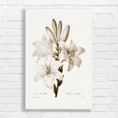 Botanical lily sepia - botanical,