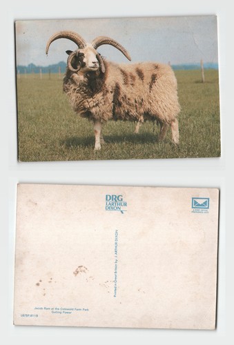 Postcard jacob ram - postcard,