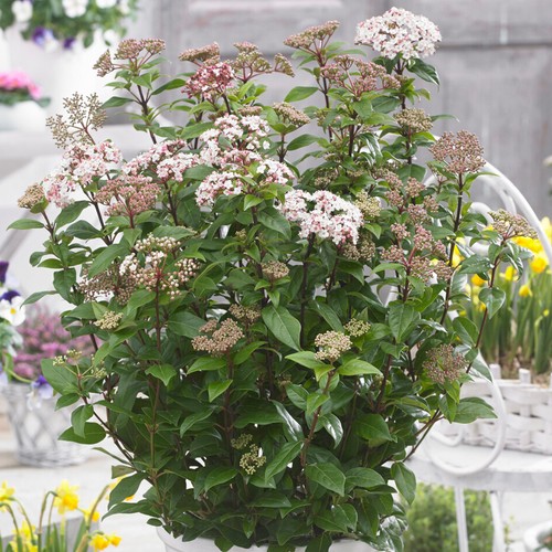 Viburnum spirit evergreen - viburnum,