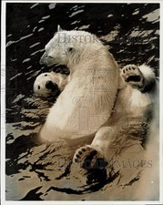 1964 Press Photo Polar Bears