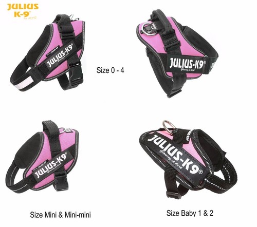 Julius idc power dog - julius-k9,