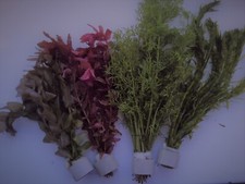 20 BUNCHED CERAMIC RINGED LIVE