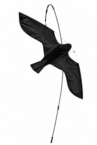 The big cheese hawk kite - hawk, bird