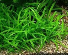 BUNCH - SAGITTARIA SUBULATA Live Aquarium Carpet Plant Guppy Grass Dwarf Sword
