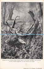 R710179 Heads Of Two Fallow Deer Found Dead in The New Forest. J. G. Short. Lynd