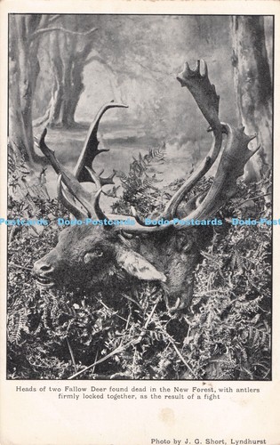 R710179 heads two fallow - of,