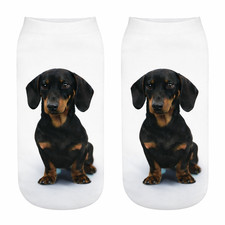 Dachshund dog cute trainer - dachshund,