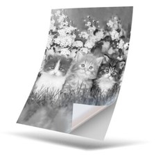1 x Vinyl Sticker A4 - BW - Gorgeous Kittens Garden Cats Animals #41343