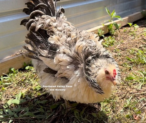 Frizzle americana hatching - 12,