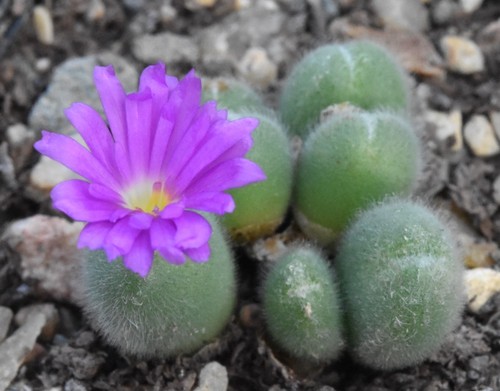 Conophytum mirabile type - mirabile, (type