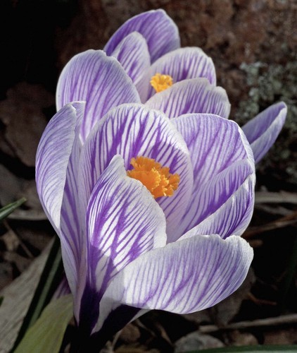 Striped crocus pickwick - crocus,