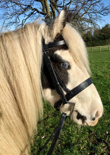 Hunter bridle rubber reins - hunter,