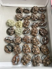 32 Necron Resin Cast Scarab Swarms