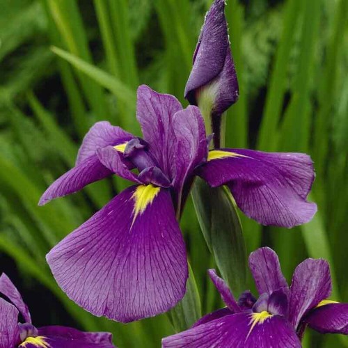 Iris kaempferi royal banner - kaempferi, 'royal