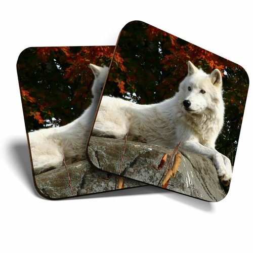 Coasters arctic white - x,