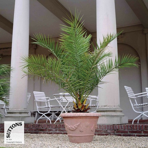 Palm tree canary island date - palm,