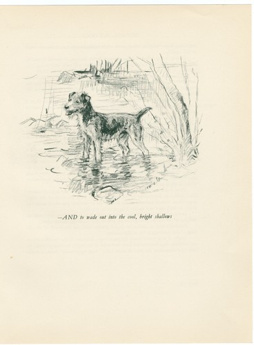 Lakeland terrier vintage - lakeland,