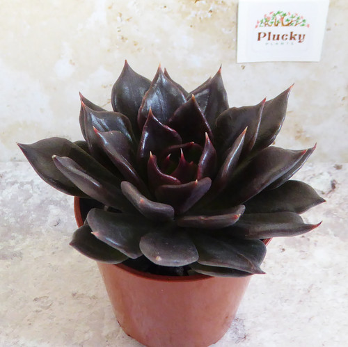 Echeveria black prince - echeveria, |