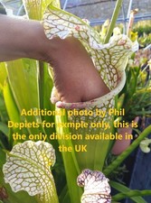 Carnivorous plant - Sarracenia hybrid - 'La Bete' by Phil Depiets-rare in the UK