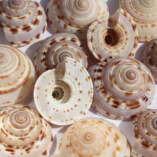 Sundial shell 4cm - shell, 3-4cm
