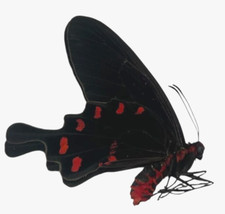 Pachliopta kotzebeau Papered