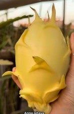 Sweet, Yellow Dragon Fruit