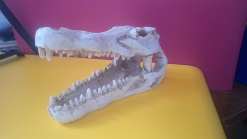 Fake crocodile skull decoy - fake,