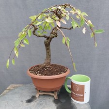 Old Chinese Elm Bonsai Weeping Outdoor Bonsai Ulmus Parviflora 